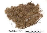 藏品(泥炭苔屬)的圖片